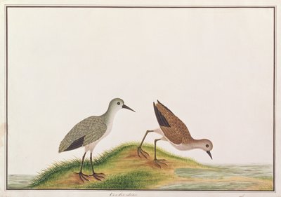 Strandloper, uit Tekeningen van Vogels uit Malakka, c.1805-18 door Chinese School